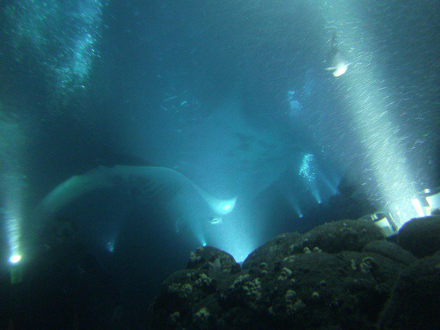 Kona Honu Divers, Inc. - Dive Center in United States