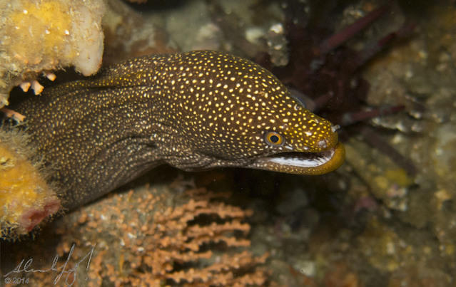 Diving in Australia, Swansea - By Alex