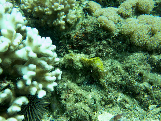 Snorkel Safari - Dive Center in Australia