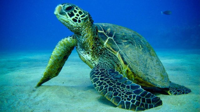 Diving in South Africa, Sodwana - By Tim Rossouw