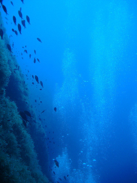 Phoenix Dive Center - Dive Center in Espagne