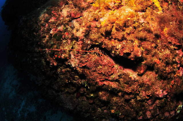 Arenal C.D.B. SL - Dive Center in Spain