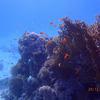Picture taken during the dive
