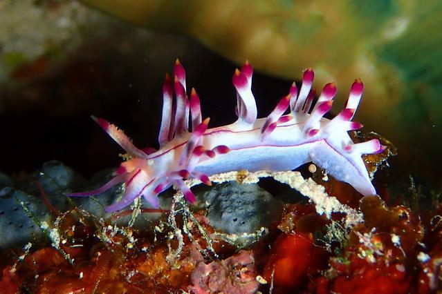 Diving in Australia, Cairns - By Ace Manev