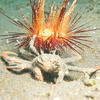 Picture taken during the dive