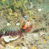 Picture taken during the dive