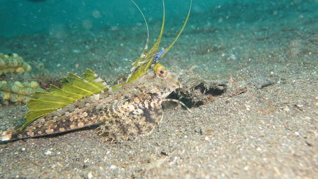 Diving in Indonesia, Lembeh Strait - By Stapler Li