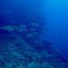 Picture taken during the dive