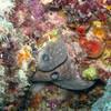 Picture taken during the dive