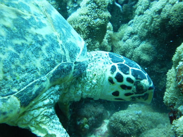 Sea-Xplorer - Dive Center in Maldives