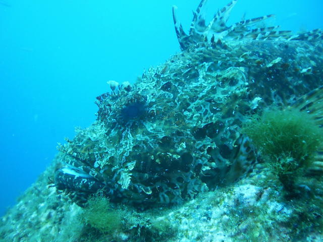 Dive Azores - Dive Center in Portugal