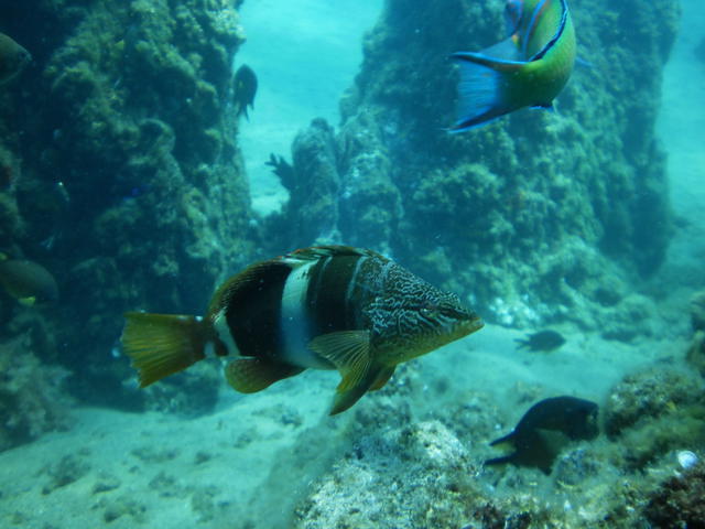 C. B. Hipocampus Fariones - Dive Center in Spain