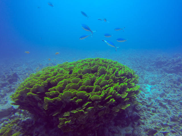 Professional Diving Leadership - Dive Center in Egypt