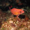 Picture taken during the dive