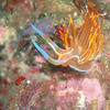 Picture taken during the dive