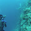 Picture taken during the dive