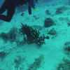 Picture taken during the dive
