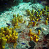 Picture taken during the dive