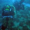 Picture taken during the dive