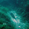 Picture taken during the dive