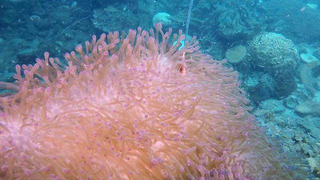 Big Bubble Centre - Dive Center in Singapore