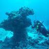 Picture taken during the dive