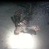 Picture taken during the dive