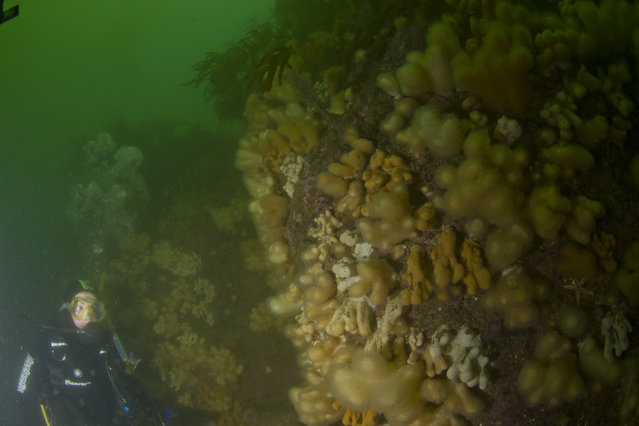 Cormeton Dive Support - Dive Center