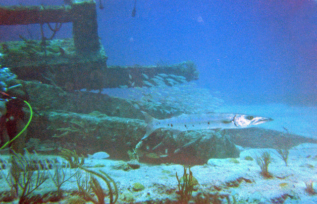 Saba Divers - Dive Center