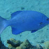 Picture taken during the dive