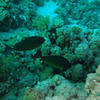 Picture taken during the dive