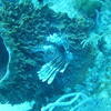 Picture taken during the dive