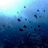 Picture taken during the dive
