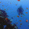Picture taken during the dive