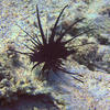 Picture taken during the dive