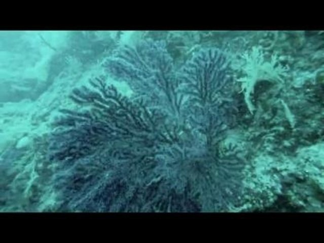 PONGO D.O.O. - Dive Center in Croatia