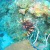 Picture taken during the dive