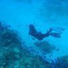Picture taken during the dive