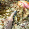 Picture taken during the dive