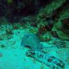 Picture taken during the dive