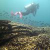Picture taken during the dive