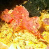 Picture taken during the dive