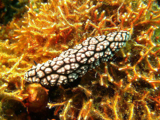 Nelson's Scuba Diving School - Dive Center