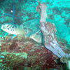 Picture taken during the dive
