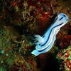 Picture taken during the dive