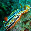 Picture taken during the dive