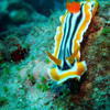 Picture taken during the dive