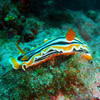 Picture taken during the dive