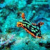 Picture taken during the dive