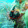Picture taken during the dive